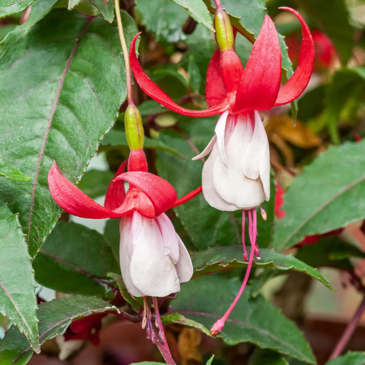 6 Fuchsias rustiques en mélange - Fleurs qui durent tout l'été