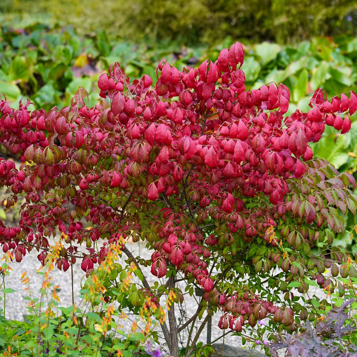 Fusain ailé Compactus - Un feu rouge à l'automne