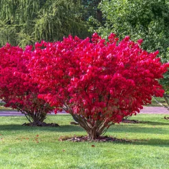 Fusain ailé Compactus - Un feu rouge à l'automne