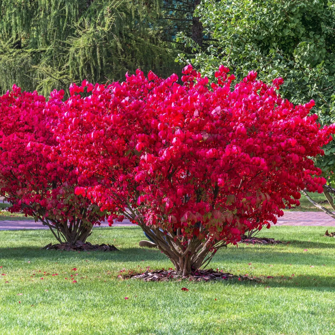 Fusain ailé Compactus - Un feu rouge à l'automne