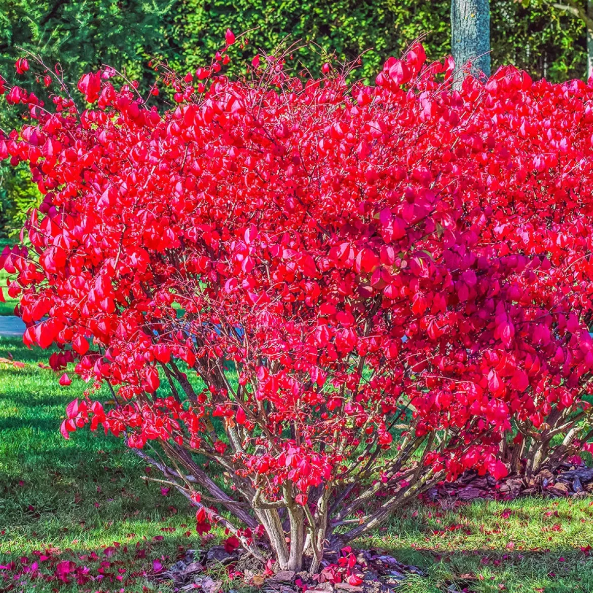 Fusain ailé Compactus - Un feu rouge à l'automne