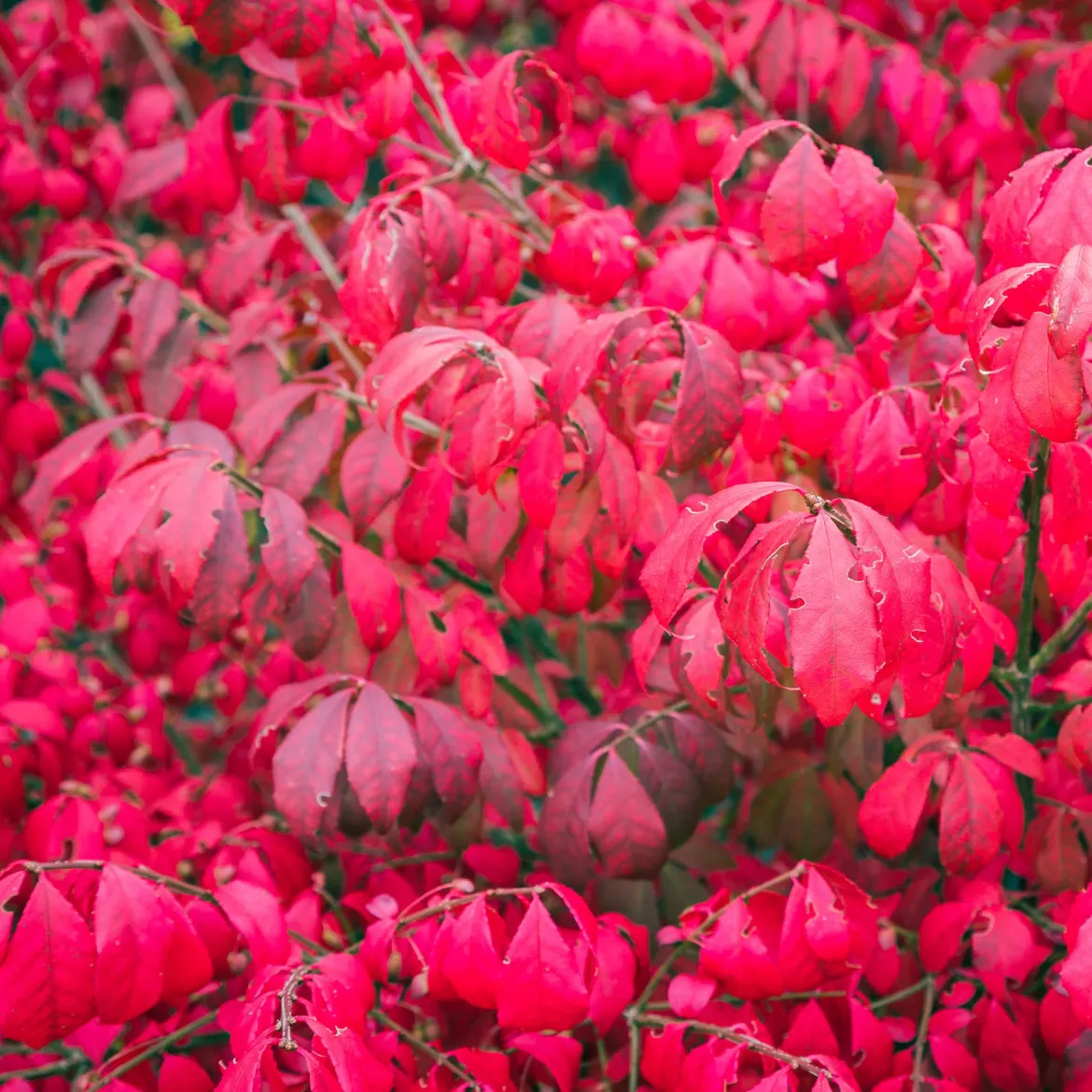 Fusain ailé Compactus - Un feu rouge à l'automne