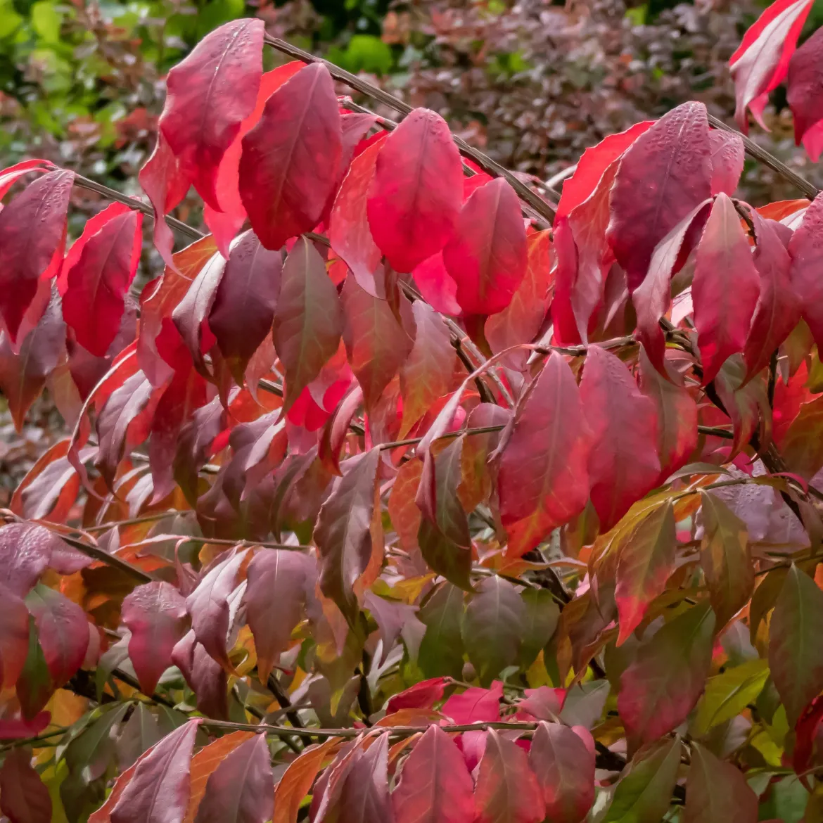 Fusain ailé - Le rouge feu de l'automne