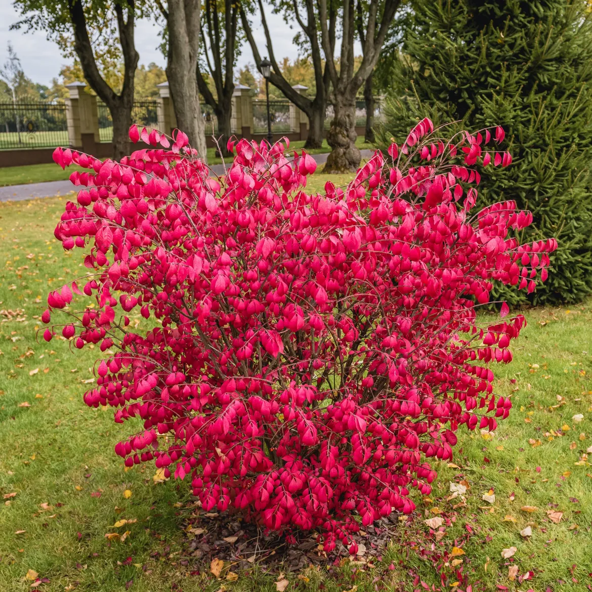 Fusain ailé - Le rouge feu de l'automne