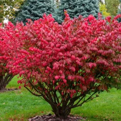 Fusain ailé - Le rouge feu de l'automne