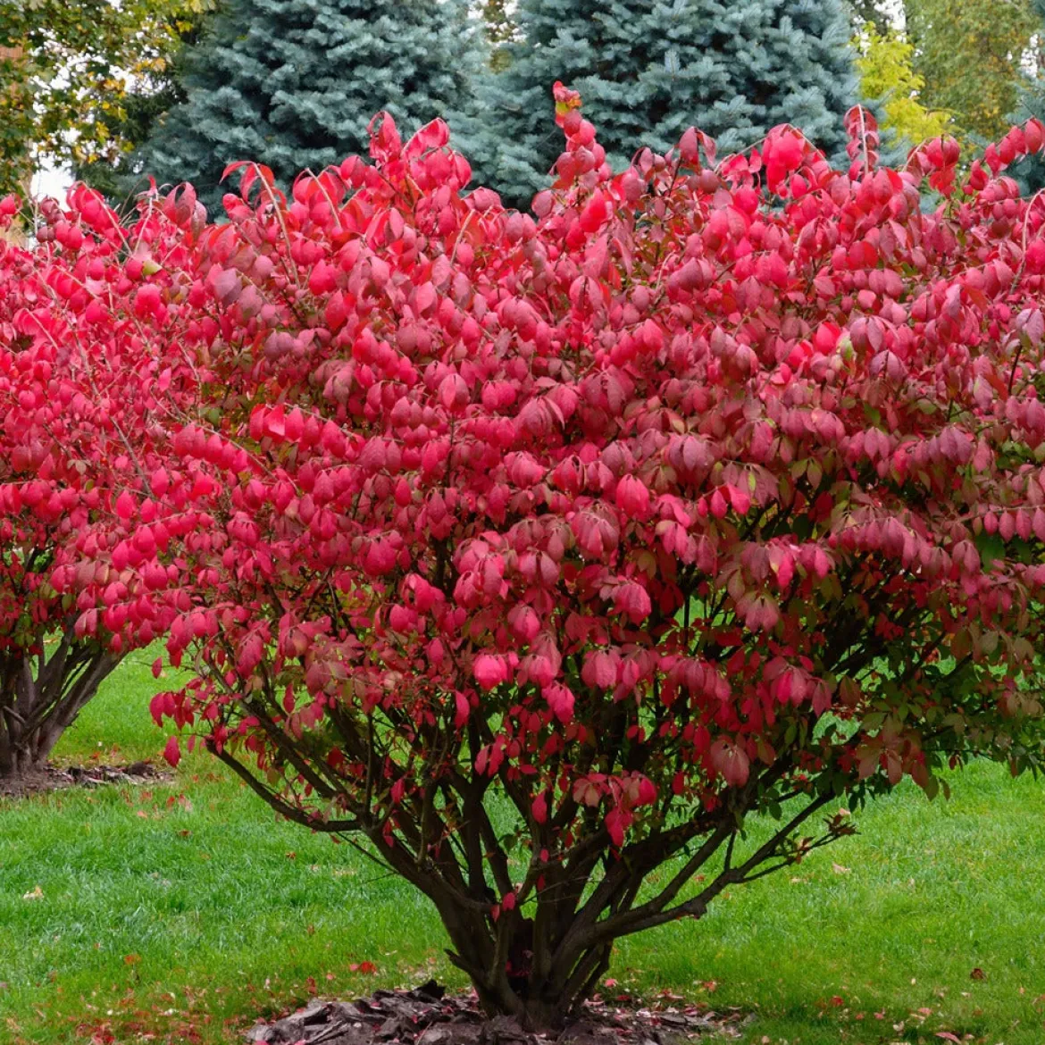 Fusain ailé - Le rouge feu de l'automne