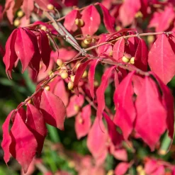 Fusain de Chine Euonymus phellomanus - L'automne en couleurs