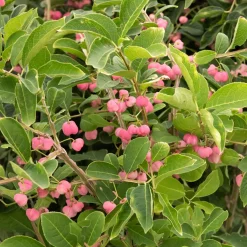 Fusain de Chine Euonymus phellomanus - L'automne en couleurs