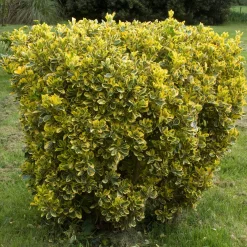 Fusain du Japon ' Aureomarginatus' - Haie dorée toute l'année