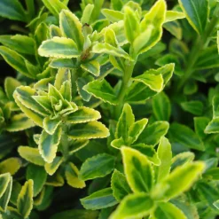Fusain du Japon aureovariegatus - La lumière au jardin toute l'année