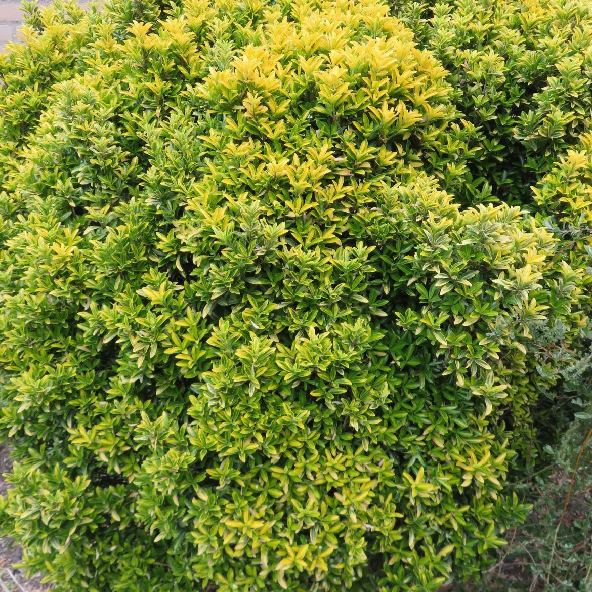 Fusain du Japon aureovariegatus - La lumière au jardin toute l'année