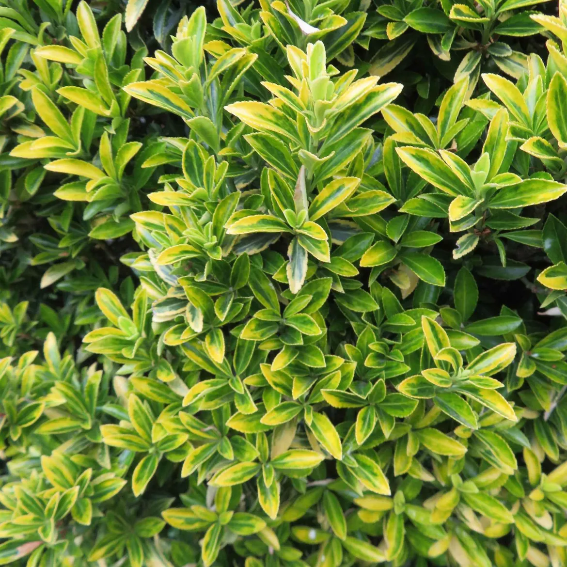 Fusain du Japon aureovariegatus - La lumière au jardin toute l'année