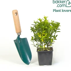 Fusain du Japon Microphyllus - La bordure verte facile