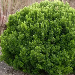 Fusain du Japon Microphyllus - La bordure verte facile