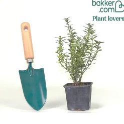 Fusain du Japon Microphyllus Albovariegatus - Un petit buisson toujours vert