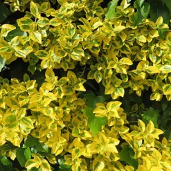 Fusain Emerald and Gold - Du doré toute l'année