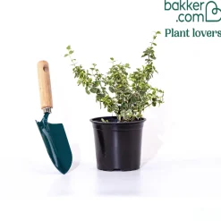 Fusain persistant Emerald Gaiety - Du vert éclatant toute l'année