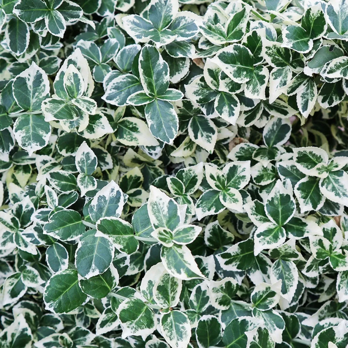 Fusain persistant Emerald Gaiety - Du vert éclatant toute l'année