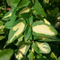 Fusain persistant Sunspot - De la lumière toute l'année