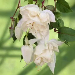 Fushia retombant Pink Marshmallow - Cascade rose pour coin ombragé