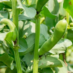 Fève blanche extra hâtive - Récolte dès mai au jardin