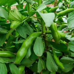 Fève blanche extra hâtive - Récolte dès mai au jardin