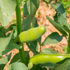 Fève blanche extra hâtive - Récolte dès mai au jardin