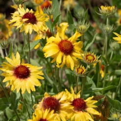 Gaillarde Amber Wheels - Six mois de soleil au jardin