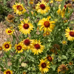 Gaillarde Amber Wheels - Six mois de soleil au jardin