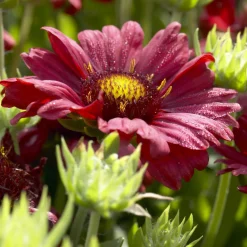 Gaillarde Bourgogne - Fleurit tout l'été sans effort