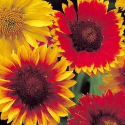 Gaillardes vivaces en mélange - Des fleurs tout l'été