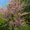 Gainier du Canada - Floraison rose sur le bois