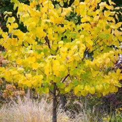 Gainier du Canada - Floraison rose sur le bois