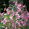 Galane Apple Blossom - Penstemon - Des fleurs tout l'été