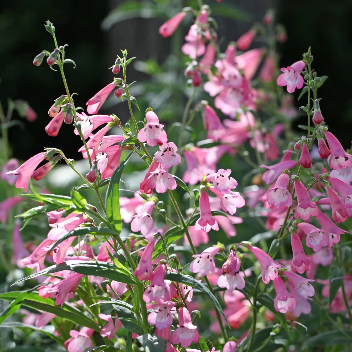 Galane Apple Blossom - Penstemon - Des fleurs tout l'été