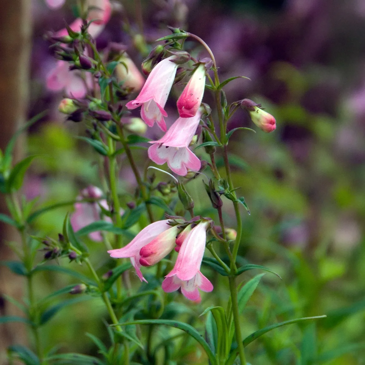 Galane Apple Blossom - Penstemon - Des fleurs tout l'été