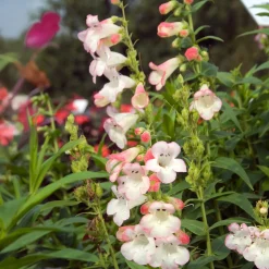 Galane Apple Blossom - Penstemon - Des fleurs tout l'été