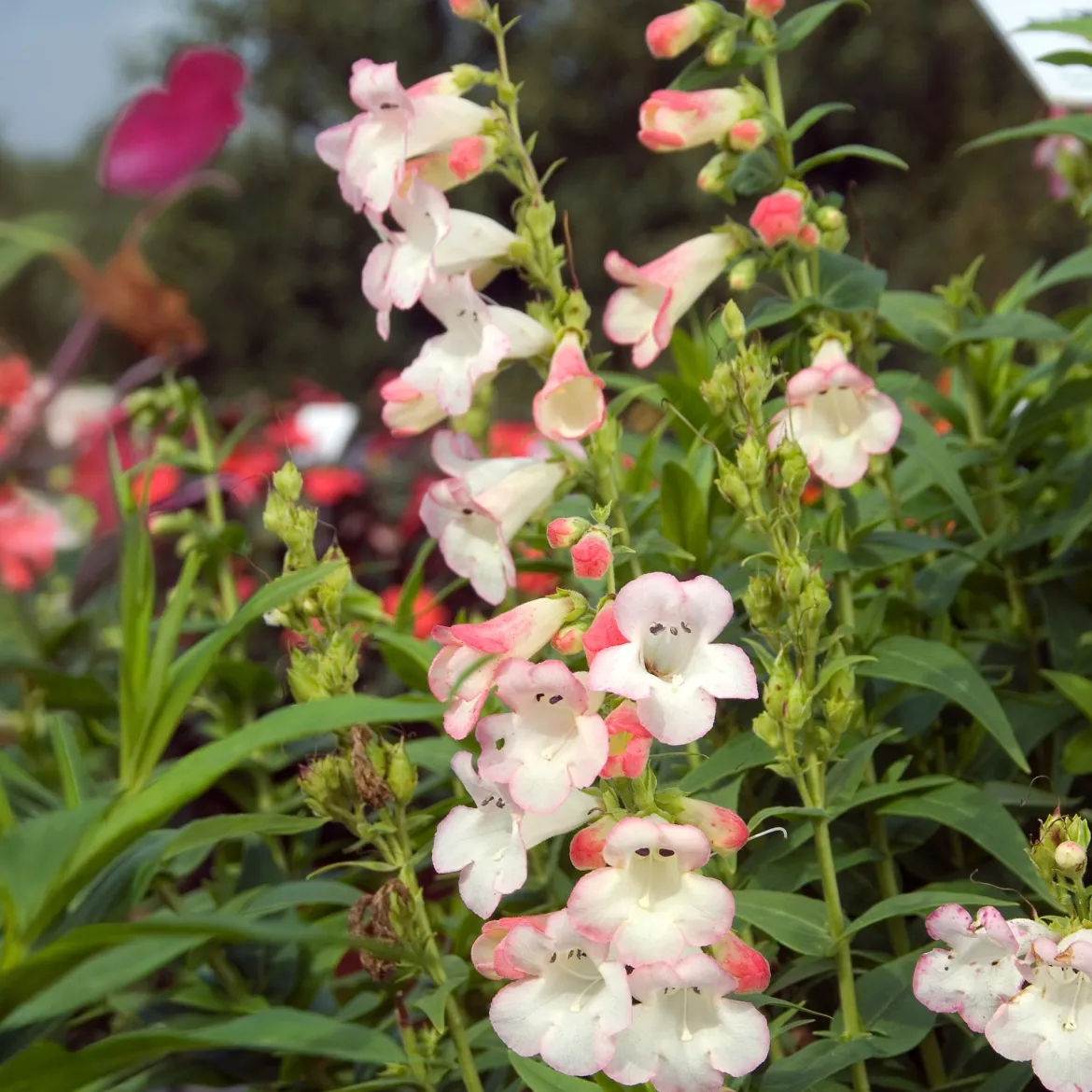Galane Apple Blossom - Penstemon - Des fleurs tout l'été