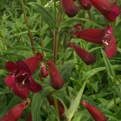 Galane Blackbird - Penstemon - Rouge intense tout l'été
