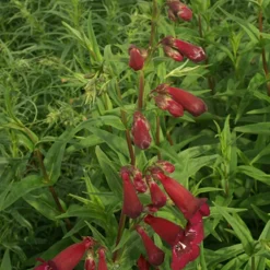 Galane Blackbird - Penstemon - Rouge intense tout l'été
