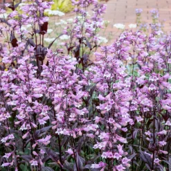 Galane Dark Towers - Penstemon - Un feuillage pourpre qui dure