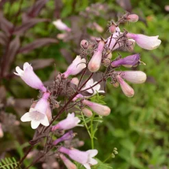 Galane Dark Towers - Penstemon - Un feuillage pourpre qui dure
