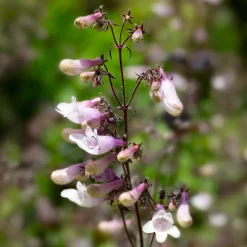 Galane Dark Towers - Penstemon - Un feuillage pourpre qui dure
