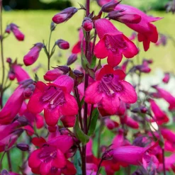 Galane Schoenholzeri - Penstemon - Fleurs rouges tout l'été