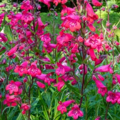 Galane Schoenholzeri - Penstemon - Fleurs rouges tout l'été