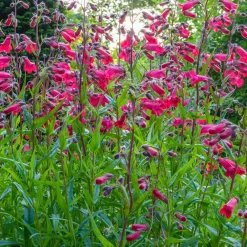 Galane Schoenholzeri - Penstemon - Fleurs rouges tout l'été