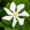 Gardénia rustique Pinwheel - Un parfum de jasmin chez vous