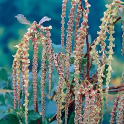 Garrya - Il fleurit en plein hiver