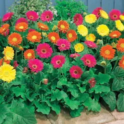 3 Garvineas (1 rouge + 1 jaune + 1 pourpre) - Des gerberas qui refleurissent