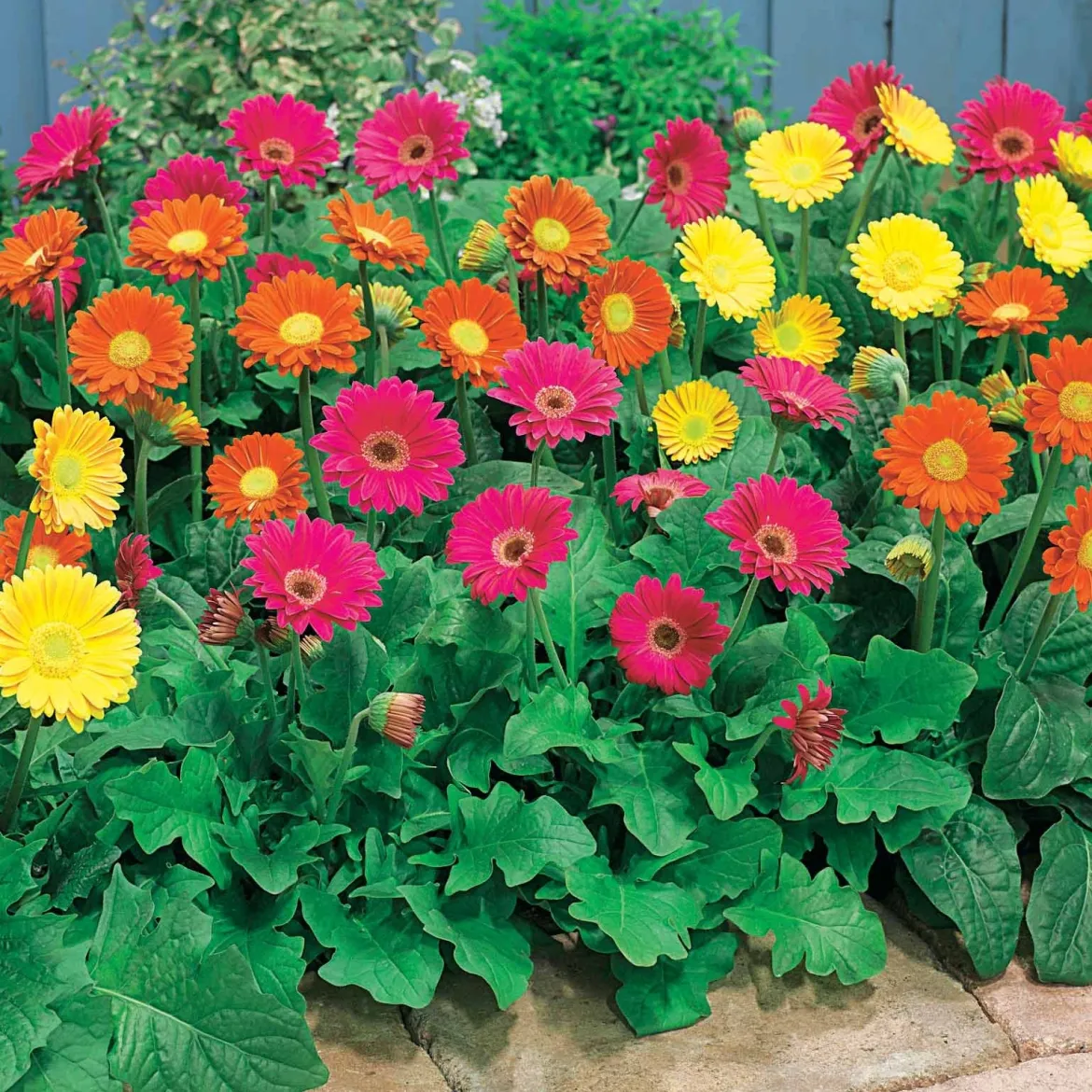 3 Garvineas (1 rouge + 1 jaune + 1 pourpre) - Des gerberas qui refleurissent